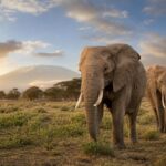 Wildlife recoveries show conservation can reverse decline