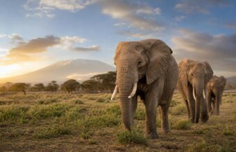 Wildlife recoveries show conservation can reverse decline