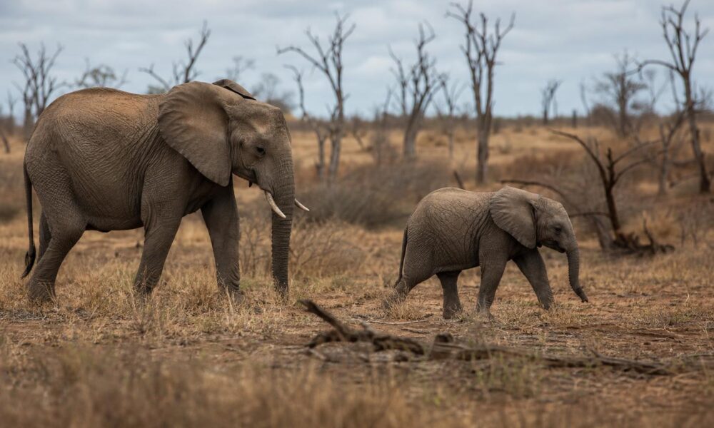WWF Finds 73% Decline in Monitored Wildlife Since 1970, but Sees Hope