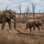 WWF Finds 73% Decline in Monitored Wildlife Since 1970, but Sees Hope