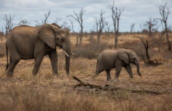 WWF Finds 73% Decline in Monitored Wildlife Since 1970, but Sees Hope