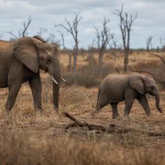 WWF Finds 73% Decline in Monitored Wildlife Since 1970, but Sees Hope